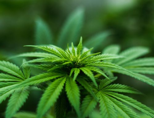 What Cannabis Legalization Means for Canadian Employers
