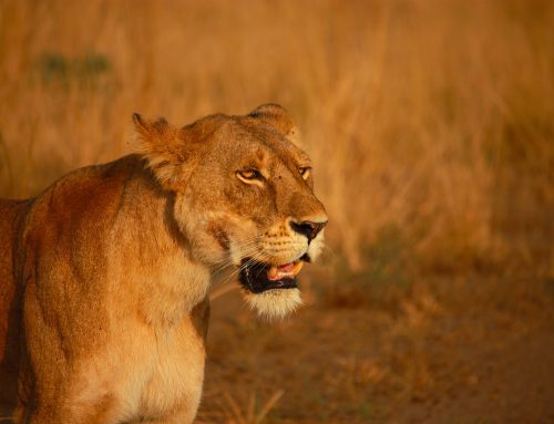 Want To Sell More? This CEO Says Think Like a CAT